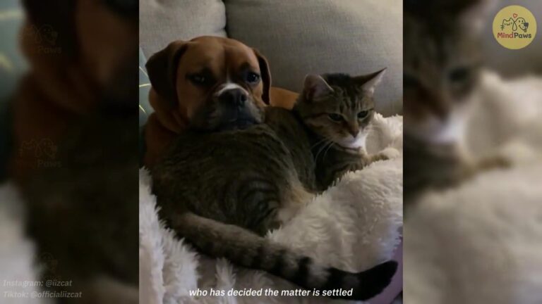 Rescue Cat In Maryland Does Something So Sweet For Dad Every Night, He Had To Record It