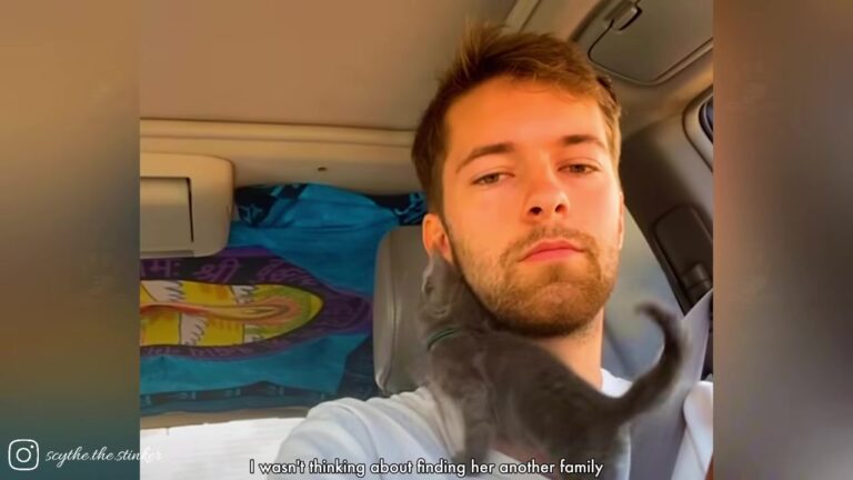 Arizona Man Finds Weak And Exhausted Kitten In The Desert, Then Faces A Tough Decision