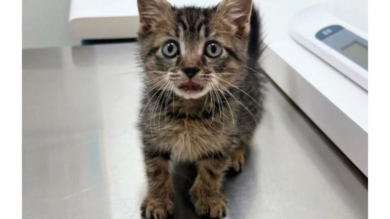 Florida Woman Meets Kitten Who Looks Completely Shocked, But His Story Leaves Her In Tears
