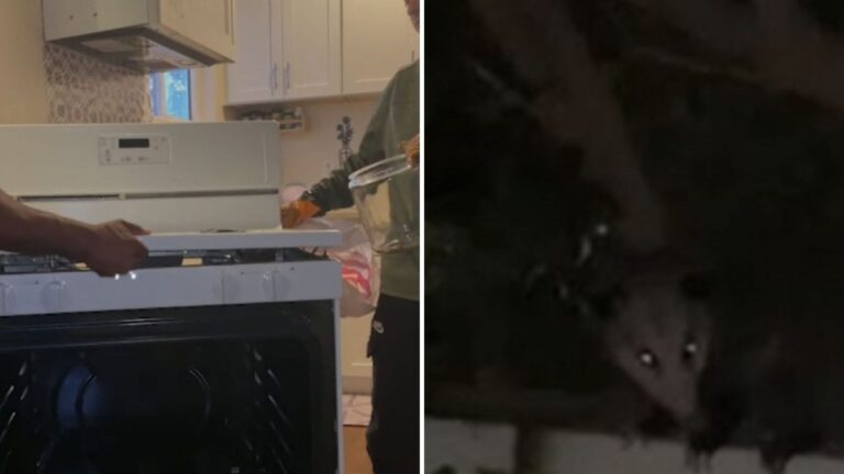 California Woman Hears Strange Noises From Her Stove, Then Spots A Tiny Pink Nose