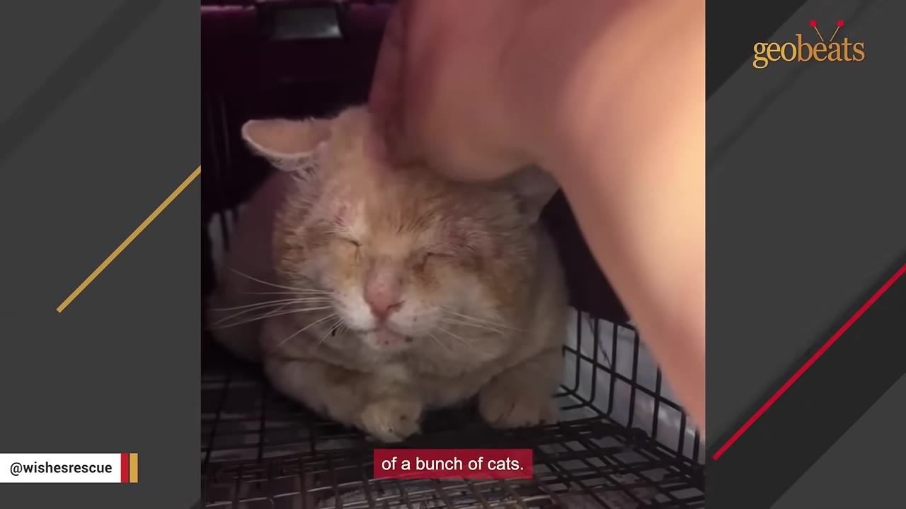 A close-up of a battered orange cat with closed eyes being gently petted on the head by a human hand.