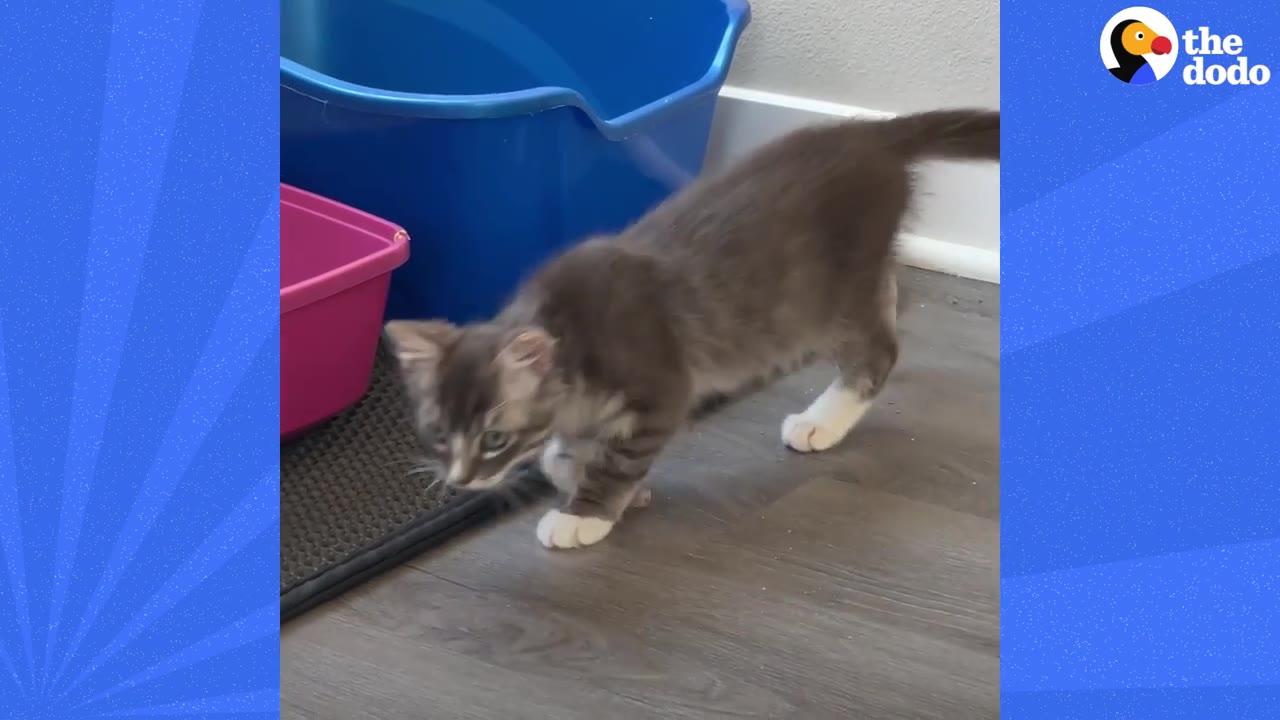 A grey and white kitten walking on a wooden floor, with its front left leg bent awkwardly at the wrist.