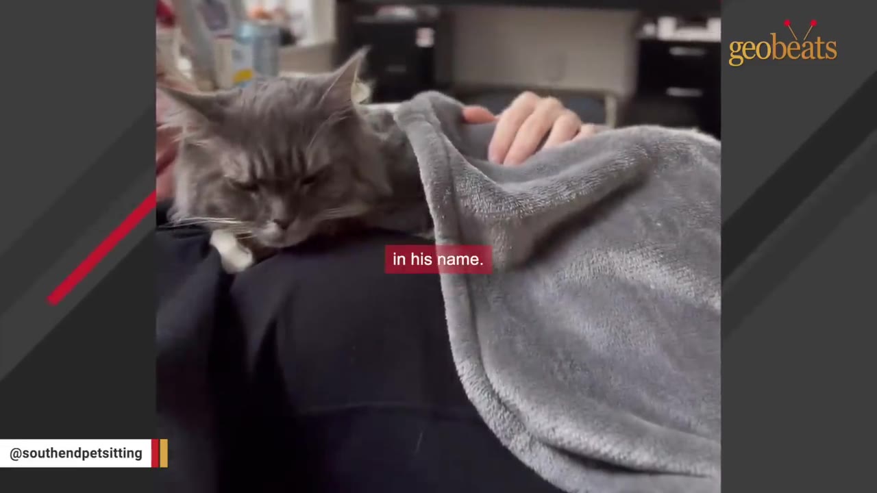 A fluffy grey and white cat rests peacefully on a person's chest, tucked under a soft grey blanket.