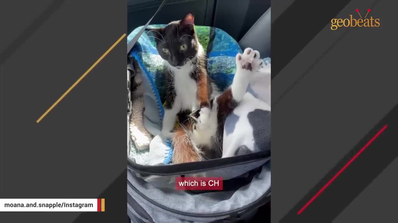 A black and white cat sits in a pet carrier next to a calico cat, looking directly at the camera.
