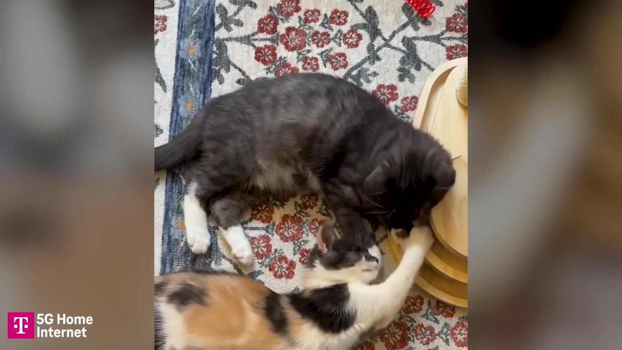 Two small kittens, one grey and white and one calico, playing together on a patterned rug.