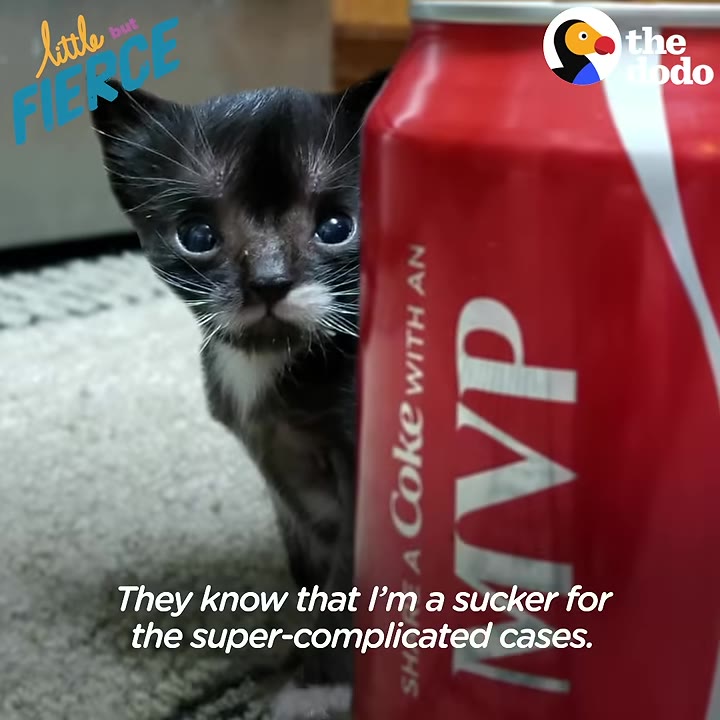 A tiny black and white kitten peeks out from behind a red soda can, showing how small he is.