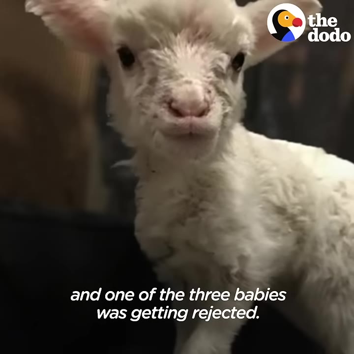 A close-up of a small, white lamb looking directly at the camera.