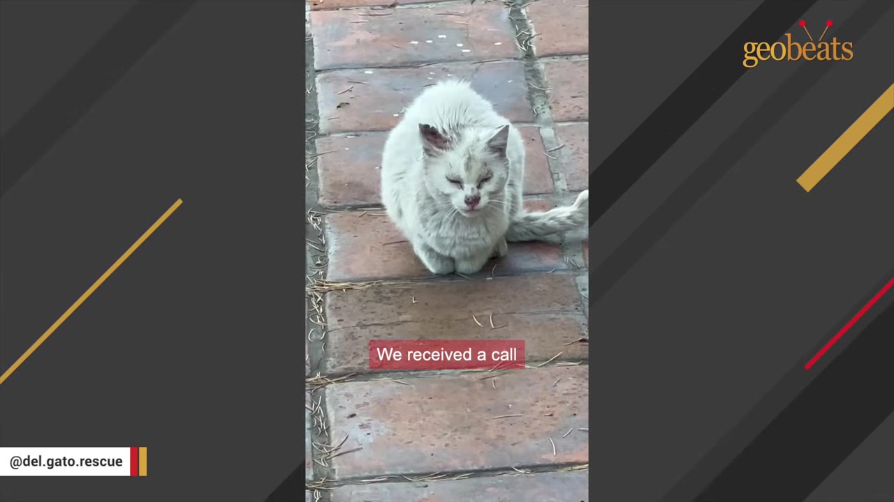 A dirty, white stray cat sits on a brick walkway, looking weathered and tired.