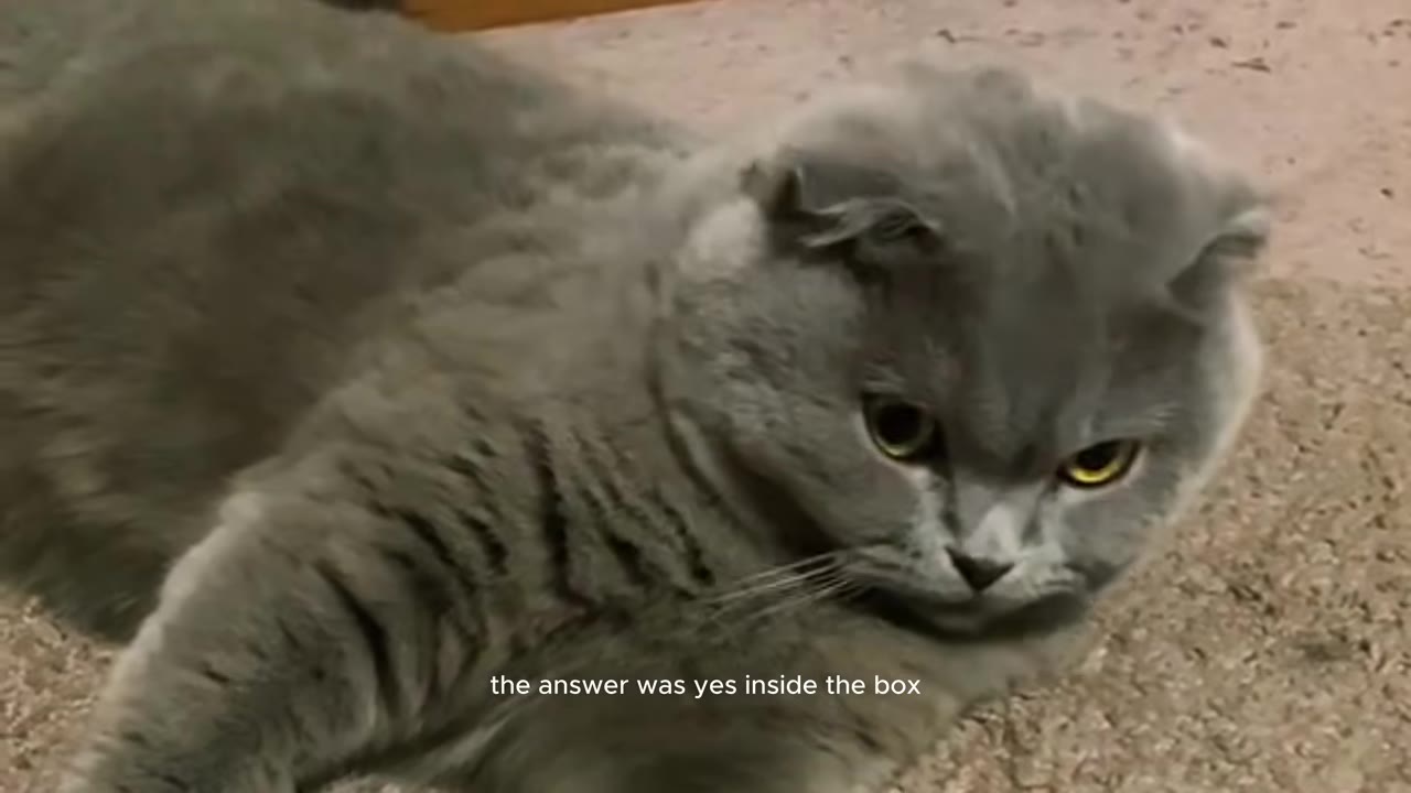A grey Scottish Fold cat with yellow eyes lies on a carpeted floor, looking forward with a serious expression.