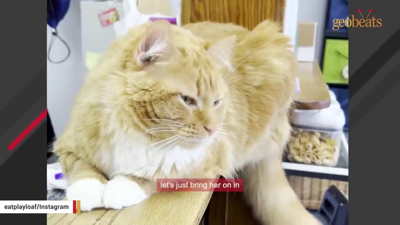 A fluffy orange and white cat with white paws rests on a wooden ledge, looking slightly downward.