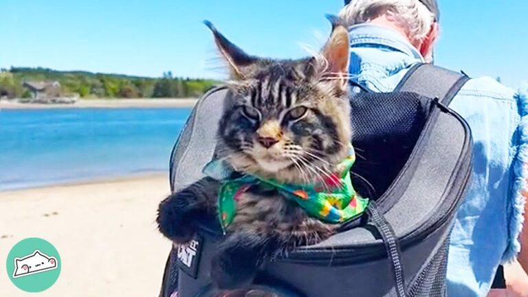 New York Cat Turns Heads In Her Bubble Backpack, But Her Favorite Toy Leaves Her Family Laughing