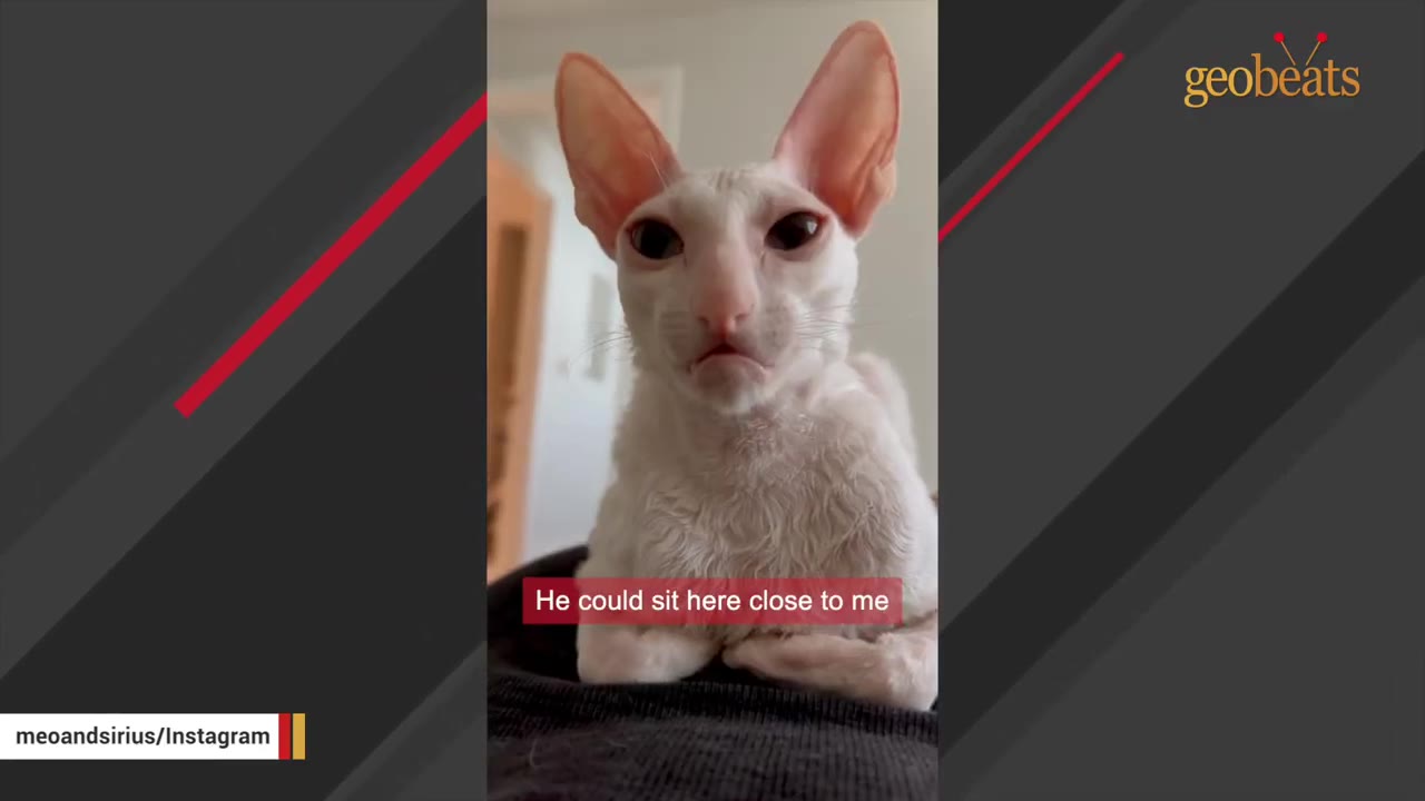 A close-up of a white Cornish Rex cat with large ears, a slight underbite, and a grumpy facial expression.