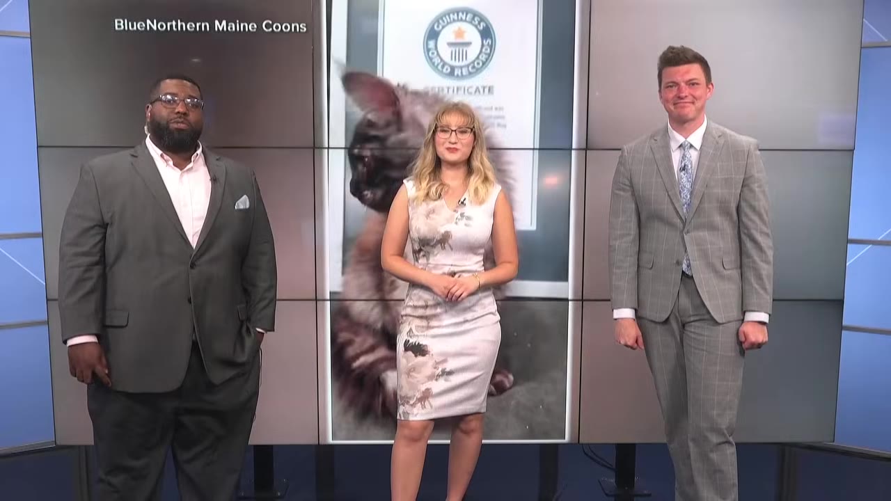 Three news anchors standing in a studio in front of a screen displaying a large Maine Coon cat next to a Guinness World Records certificate.