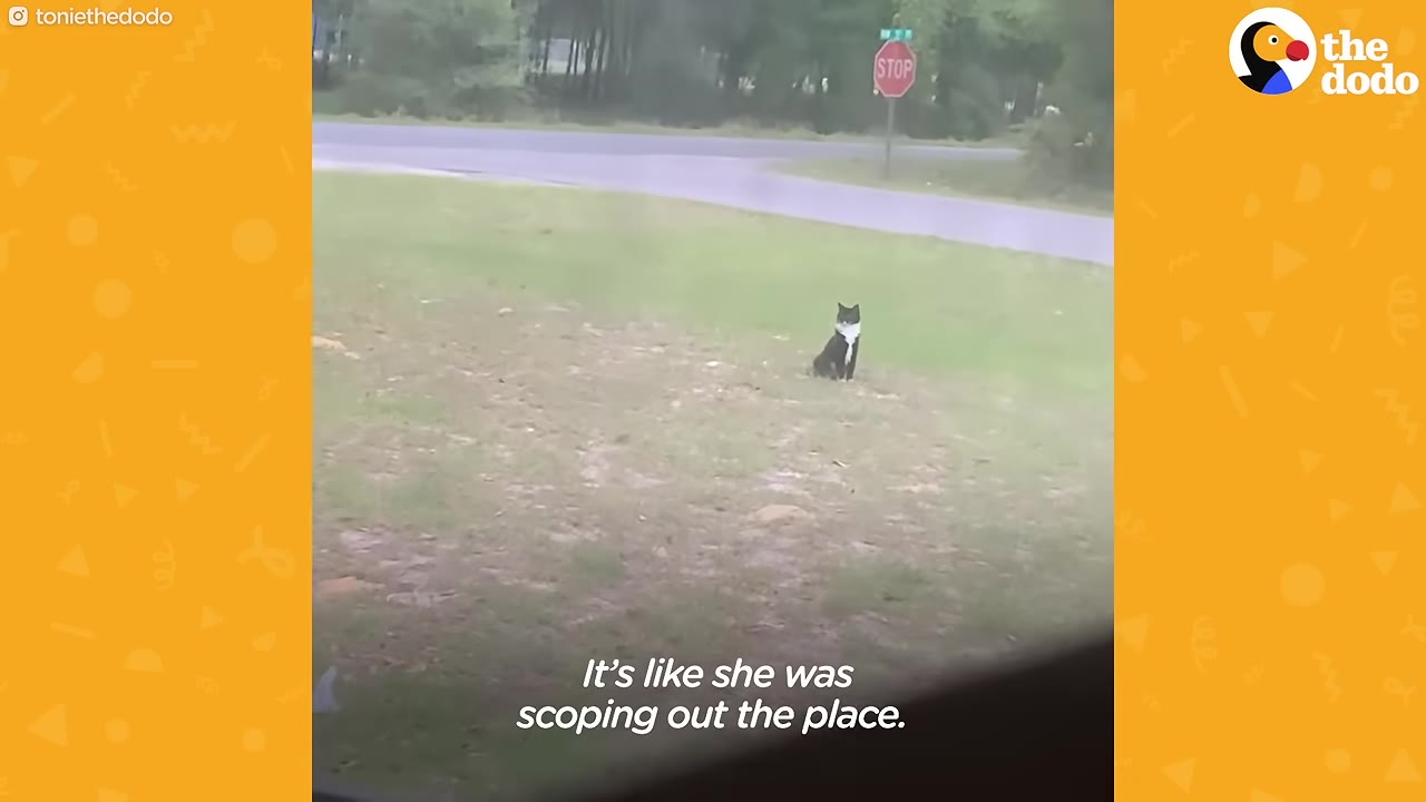 A black and white stray cat sitting in a grassy yard, looking towards the window as if observing the house.