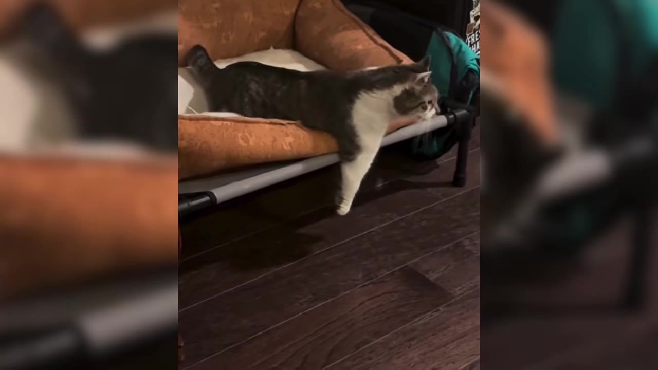 A grey and white cat with no paws stretches its front leg, which ends in a rounded nub, down from a raised pet bed.