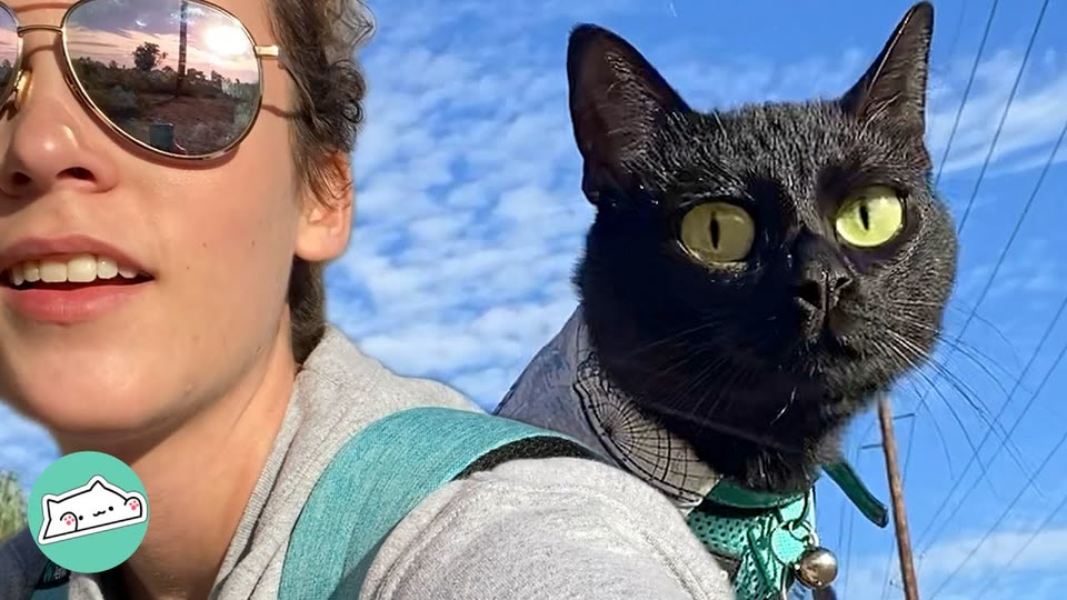 Video frame for A Chance Encounter At The Park