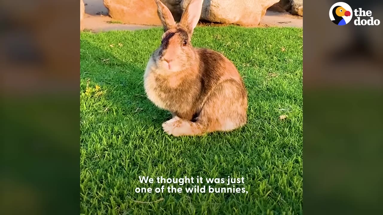 A brown and tan rabbit sitting upright on a lush green lawn.