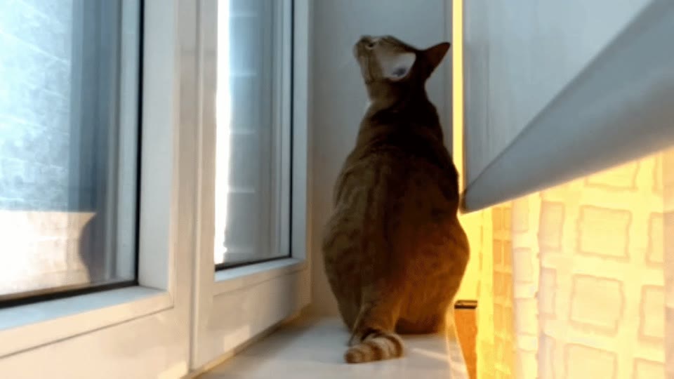 Video frame for A Chance Meeting At The Shelter