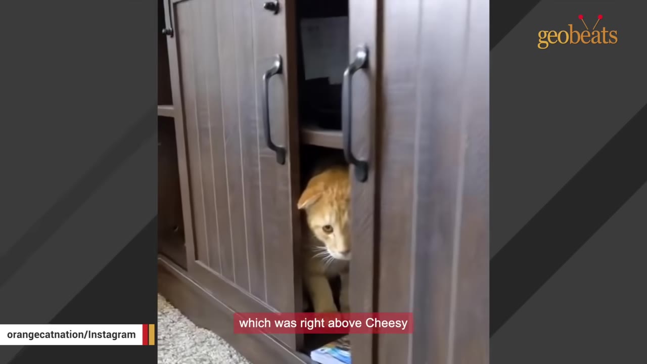 An orange cat peeking out from a gap in a dark brown wooden cabinet.