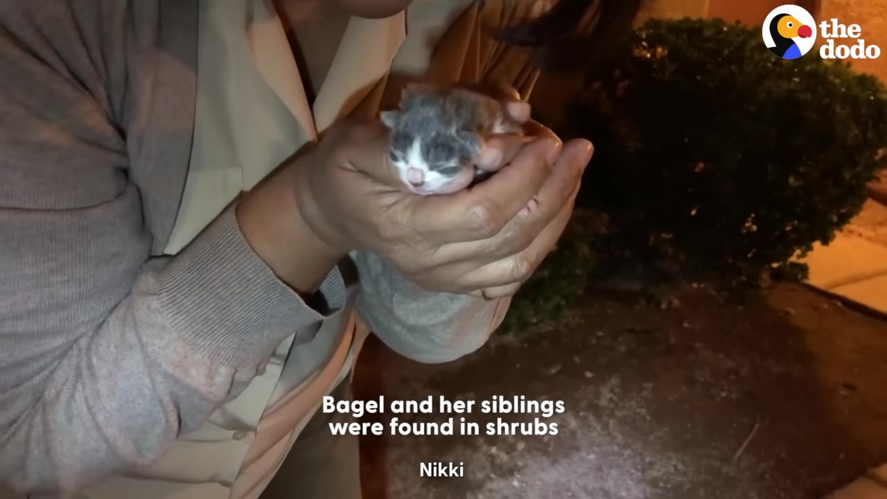 A person cradling a tiny, newborn grey and white kitten in their hands outdoors at night.