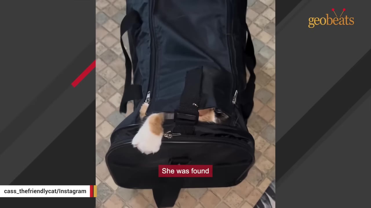 A calico cat's white and orange paw peeks out from a partially zipped black duffel bag on a tiled floor, with a text overlay reading 'She was found'.