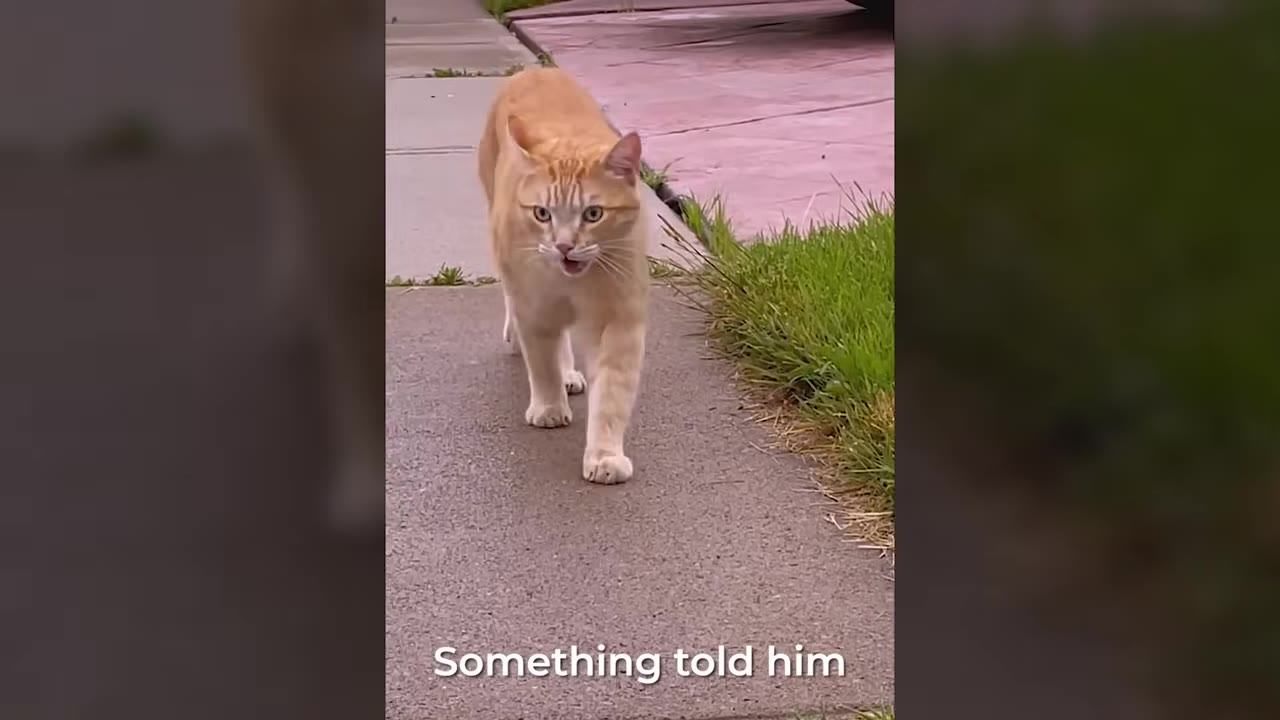 An orange tabby cat confidently walks forward on a concrete sidewalk next to a grassy lawn.