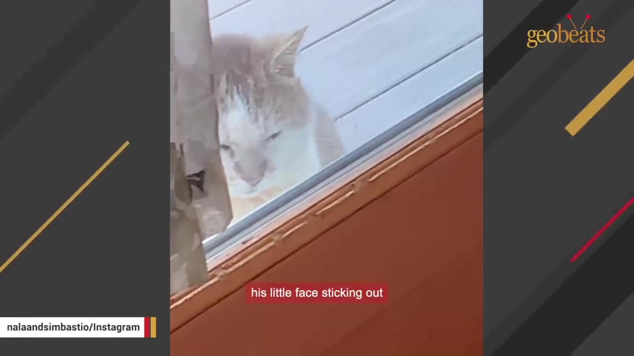 A close-up of a light-colored cat peeking through a glass window pane.