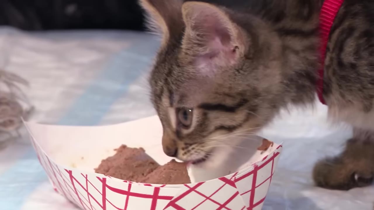 A close-up of a small tabby kitten wearing a red collar, eating wet food from a red-and-white checkered paper tray.