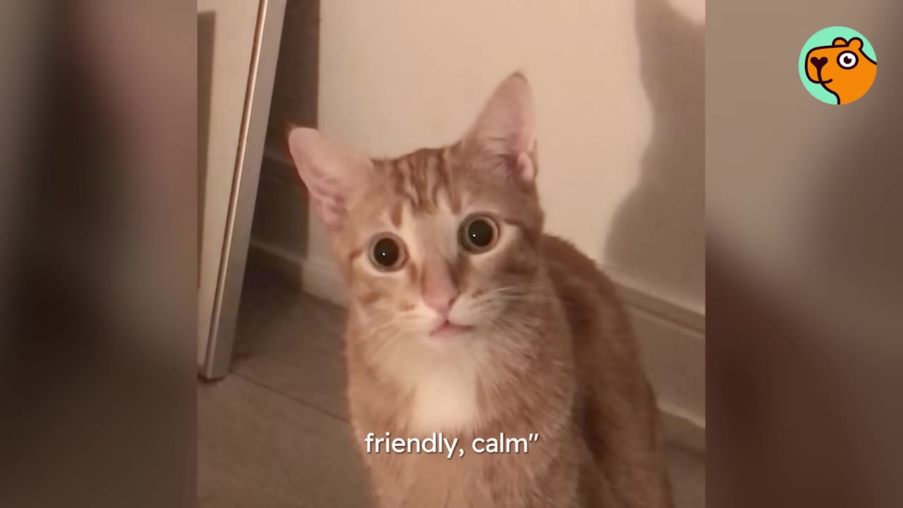 A close-up of an orange tabby cat looking directly at the camera with wide, innocent eyes.