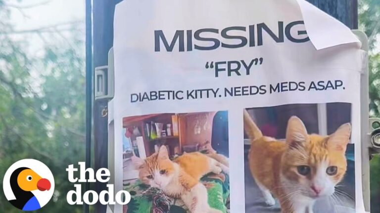 California Woman Rescues A Stray Cat, But A Microchip Scan Reveals A Wild Cross-Country Secret
