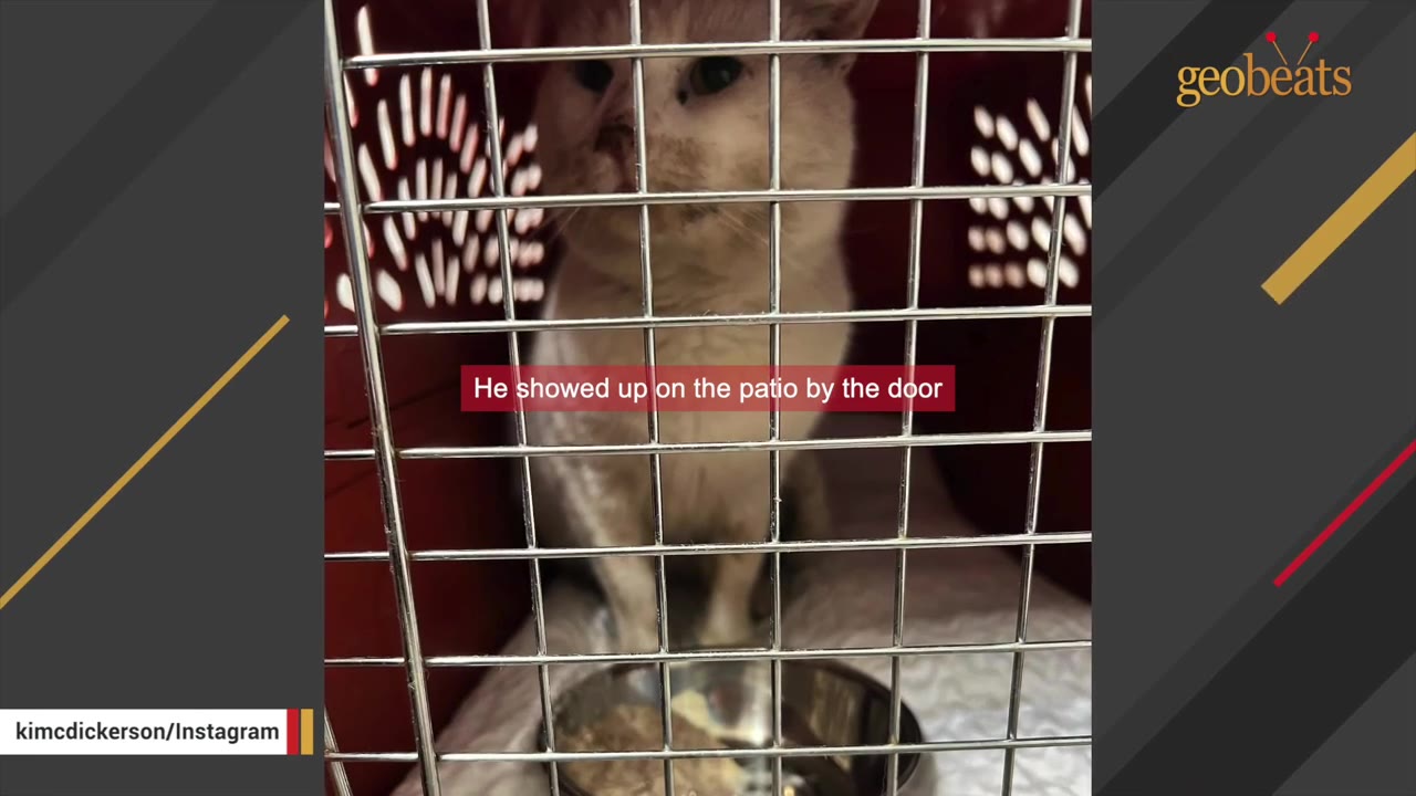 A light-colored cat with a dirty face sits inside a red pet carrier behind a metal wire door, with a caption reading 'He showed up on the patio by the door'.