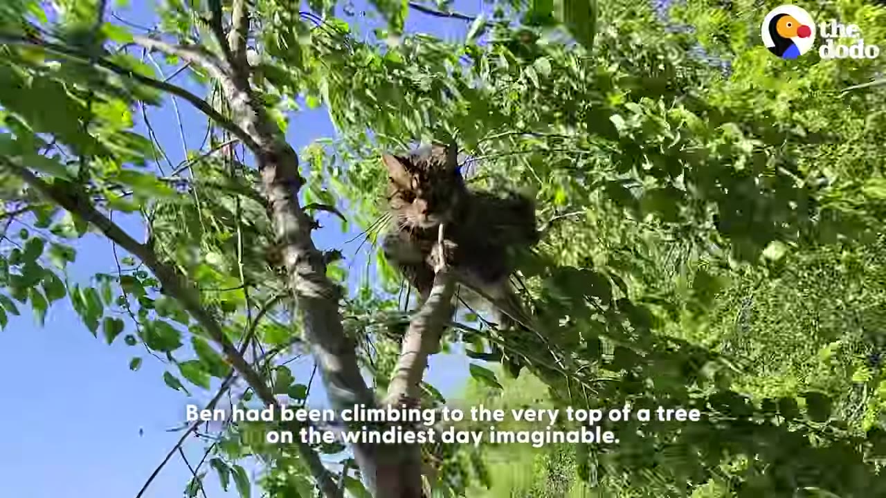 A fluffy tabby cat perched high up on a branch of a leafy green tree against a blue sky.