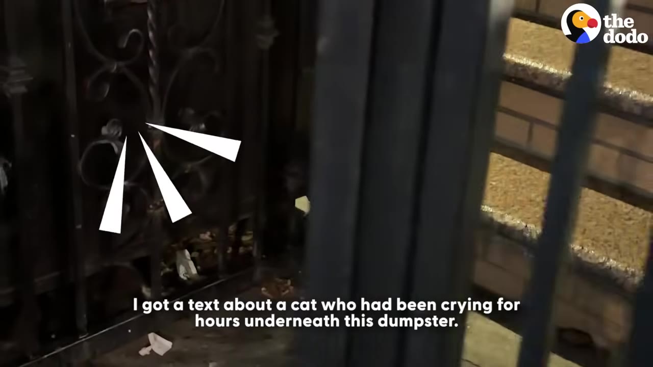 A dark outdoor scene at night showing a black metal gate with a white graphic arrow pointing to a dark space underneath, with text reading 'I got a text about a cat who had been crying for hours underneath this dumpster.'