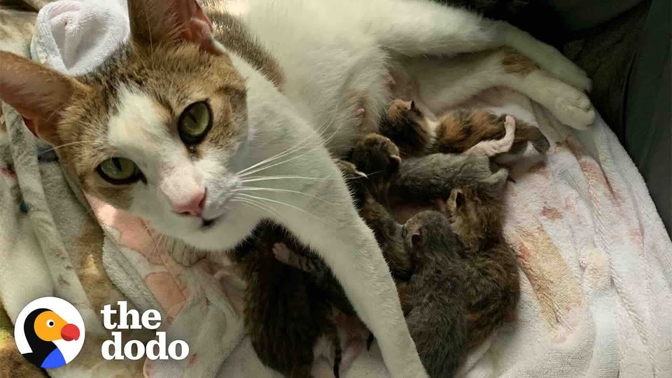 Video frame for A Desperate Plea for Help