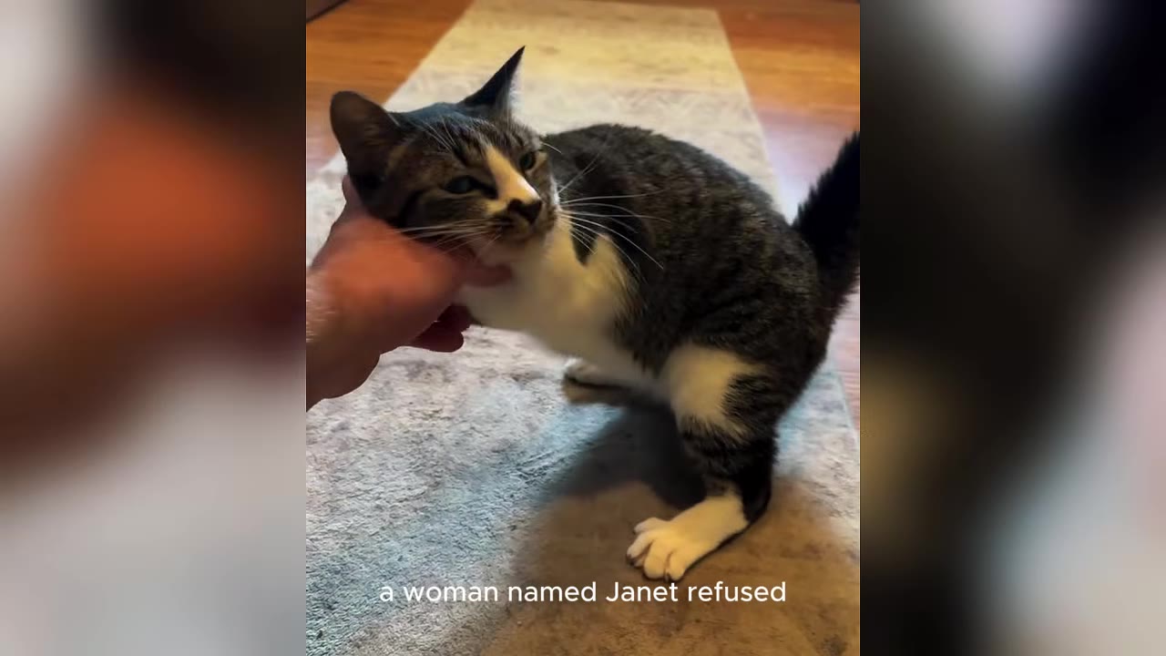 A hand gently pets a gray and white tabby kitten standing on a rug.