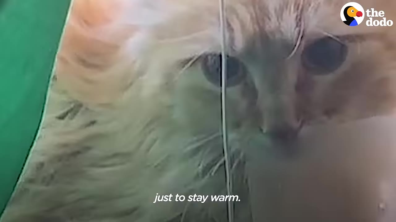 A close-up of a fluffy orange cat looking through a glass window with the text 'just to stay warm' at the bottom.