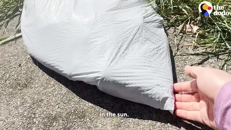 California Woman Checks A Trash Bag Left In The Sun And Instantly Changes Four Tiny Lives