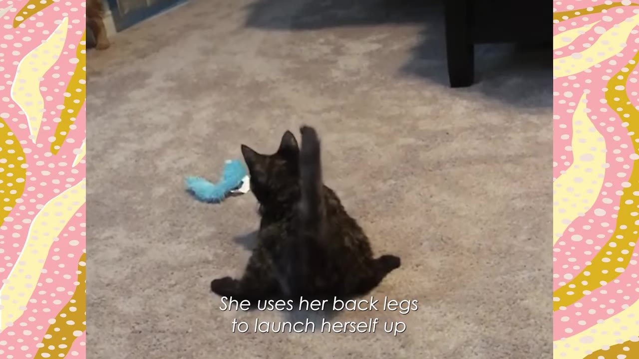 A tortoiseshell cat named Mira sits on a carpeted floor from behind, preparing to move, with text overlay reading 'She uses her back legs to launch herself up'.