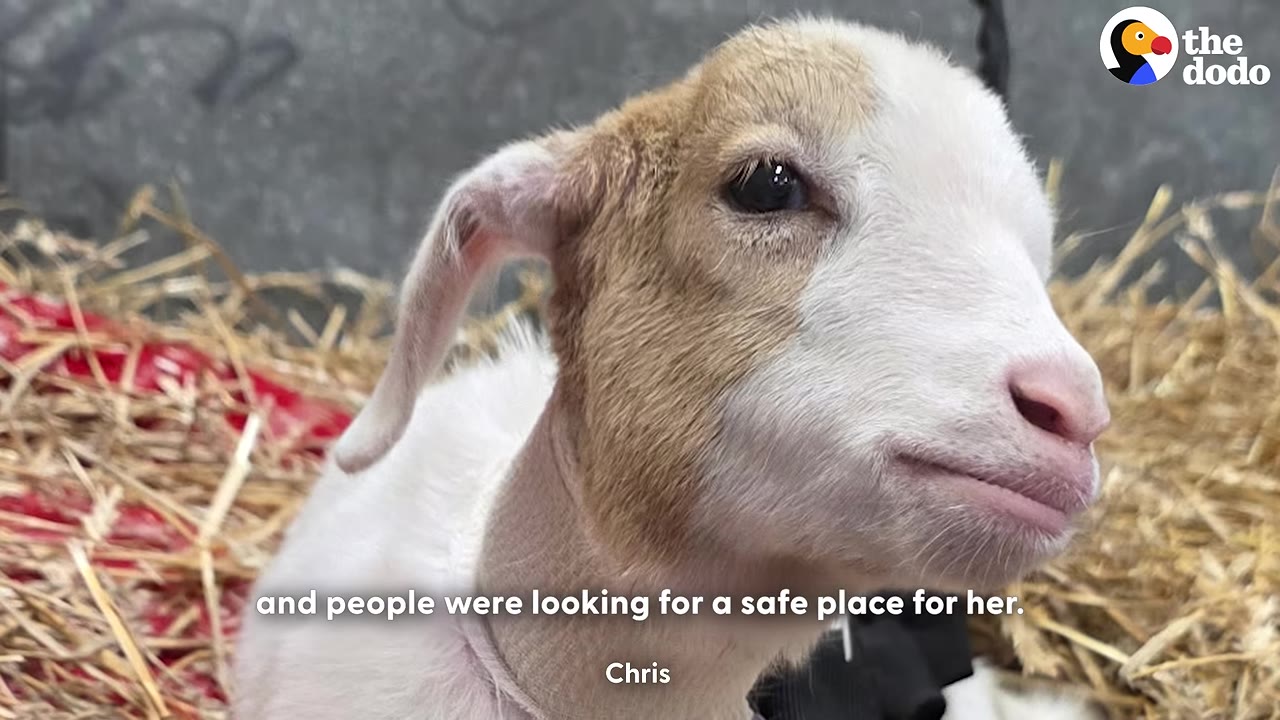 A close-up shot of a small brown and white baby goat sitting in straw.