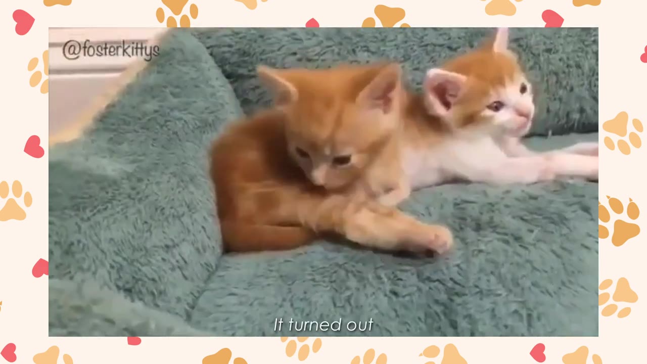 An orange kitten and an orange-and-white kitten lying together on a soft blue pet bed.