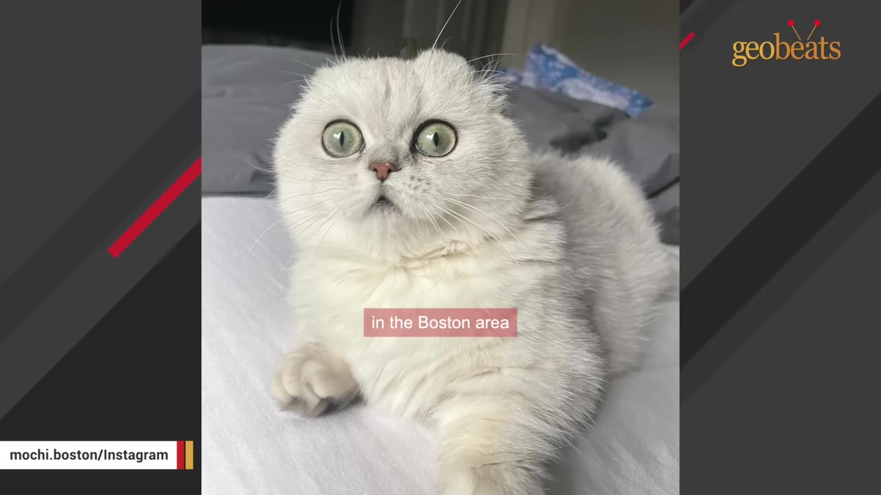 A fluffy white Scottish Fold cat with wide, round green eyes looks directly at the camera with a surprised expression.