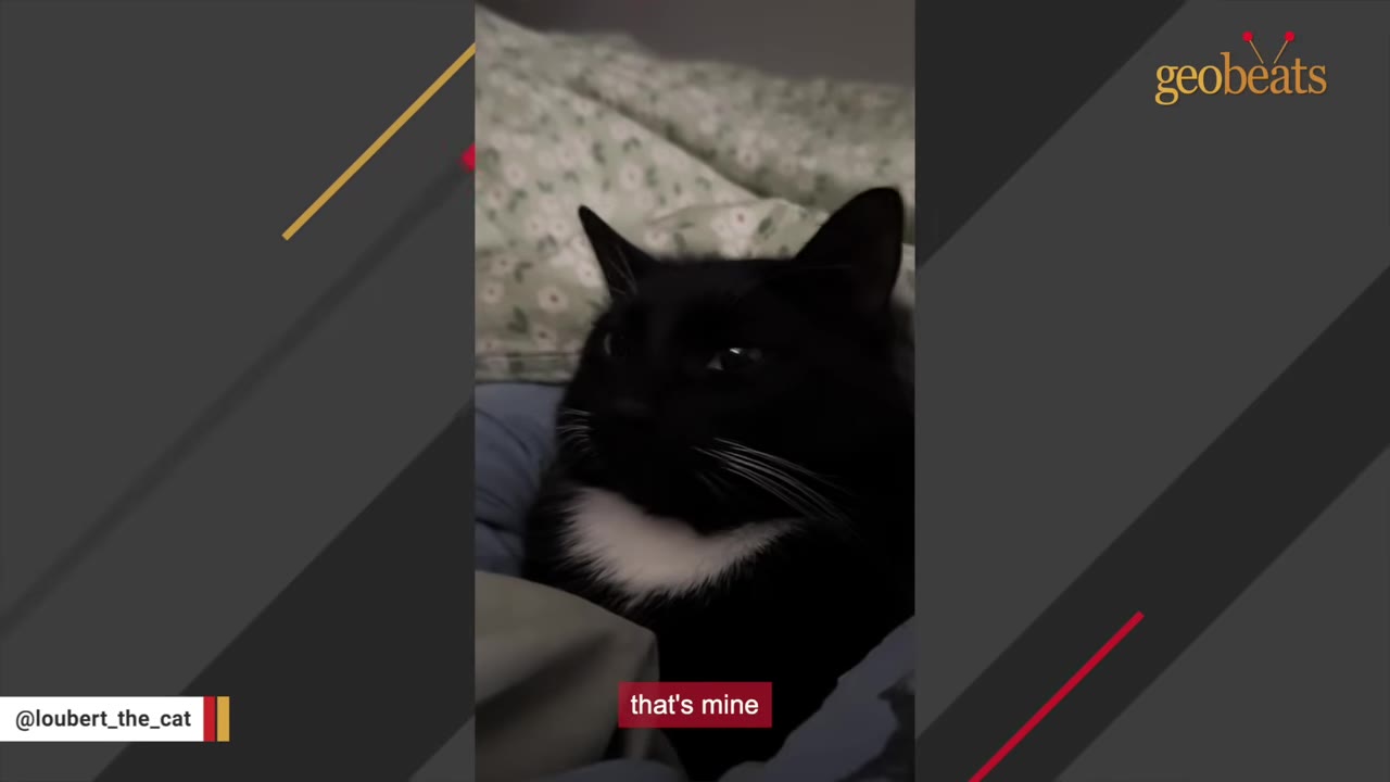 A black and white tuxedo cat sitting on a bed looking off-camera.