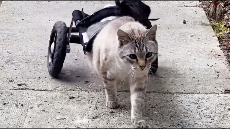 Alaska Kitten Found Unable To Use His Back Legs Gets A Set Of Wheels And A Husky Best Friend