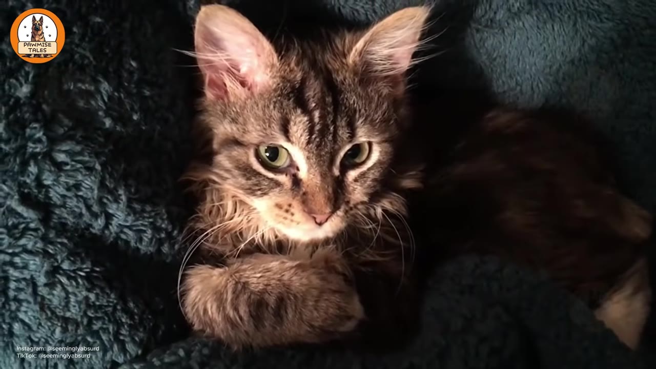 A small, scruffy tabby kitten with large ears and green eyes lies curled up on a dark textured blanket, looking directly at the camera.