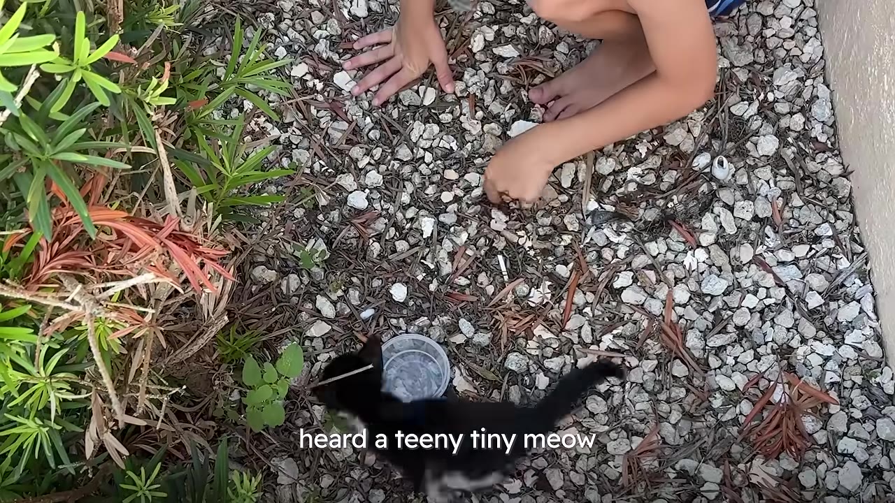 An overhead view of a small black and white kitten on gravel next to a child's hands, with the text 'heard a teeny tiny meow' overlaid.