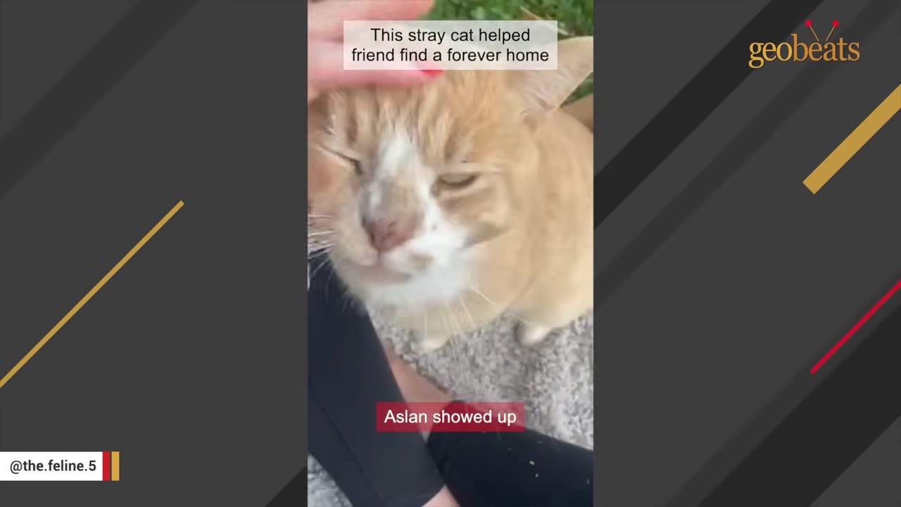 An orange and white cat with its eyes closed is being gently petted on the head by a hand with red nail polish.
