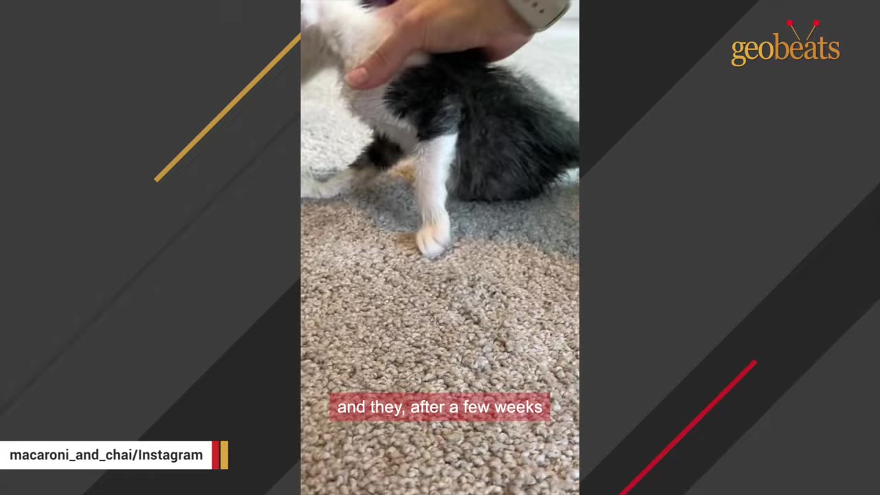 A person's hand gently supports a small black and white kitten as it struggles to stand upright on a carpeted floor.