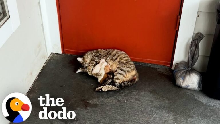 Florida Woman Finds A Stray Family Near Her Apartment Complex And Makes A Life-Changing Choice