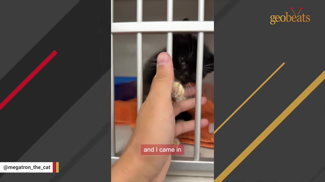 A small black and white kitten inside a metal veterinary cage reaching its paw out to touch a person's hand.