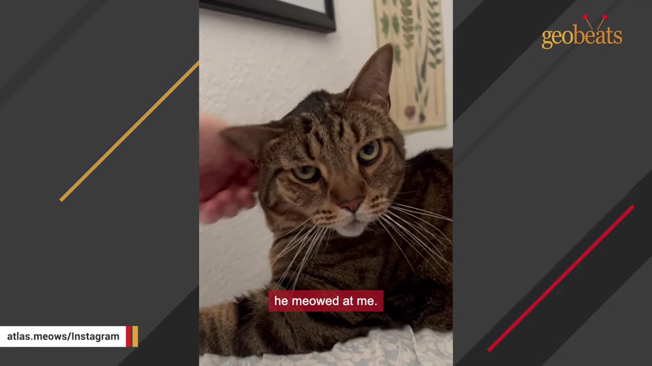 A brown tabby cat being gently petted on the head, with a subtitle reading 'he meowed at me.'